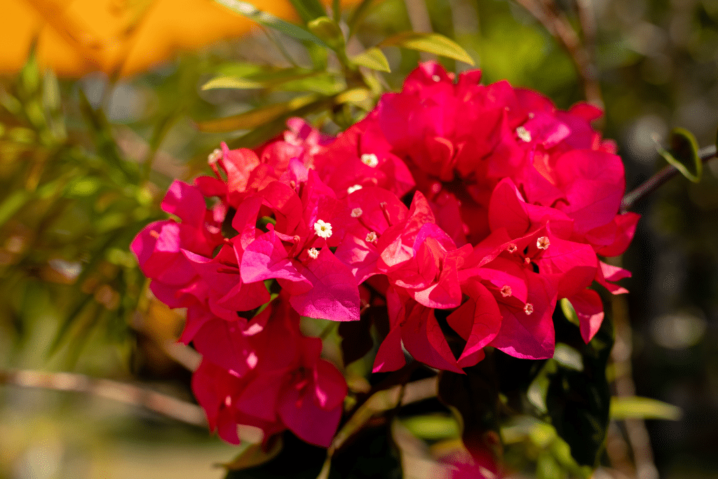 rote Orleander Blüte im Garten vom Pure Nature Ayurveda House - >Einreise nach Sri Lanka 
