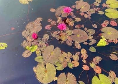 Lotusblumen und Seerosen